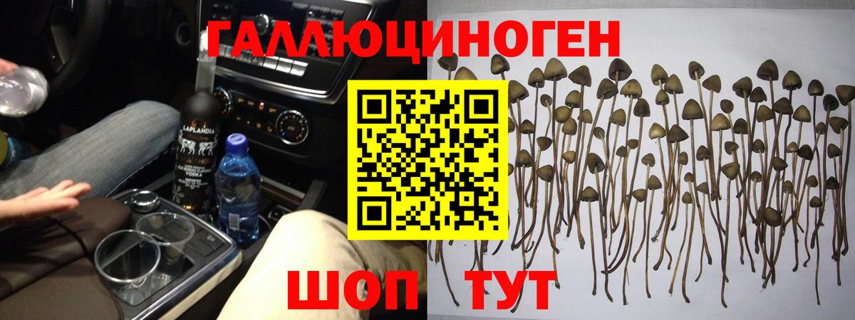 Кимовск  Галлюциногенные грибы Psilocybine cubensis  Вход с VPN 